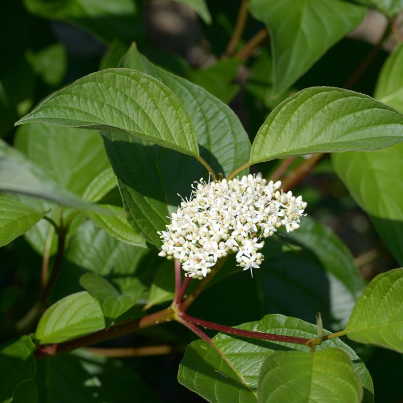 Witte kornoelje - Cornus alba (Bloei)