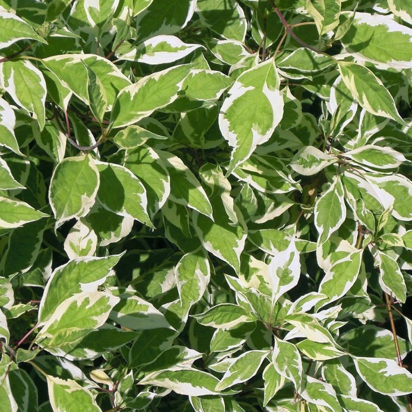 Cornus alba Elegantissima - Witte kornoelje (Blad)
