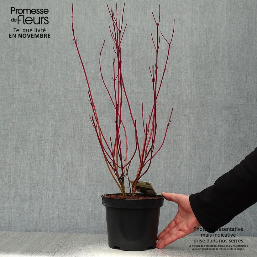 Exemplaar van Cornus alba Elegantissima - Witte kornoelje Pot van 2 l/3 l zoals geleverd in de herfst