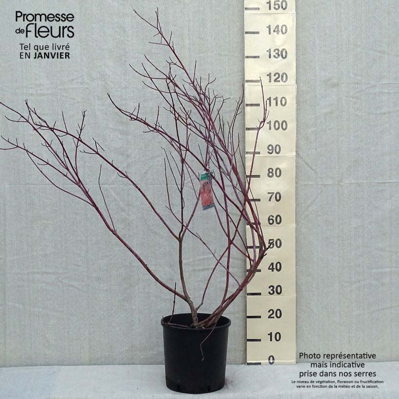 Exemplaar van Cornus alba Gouchaultii - Witte kornoelje Pot van 7,5 l/10 l zoals geleverd in de winter
