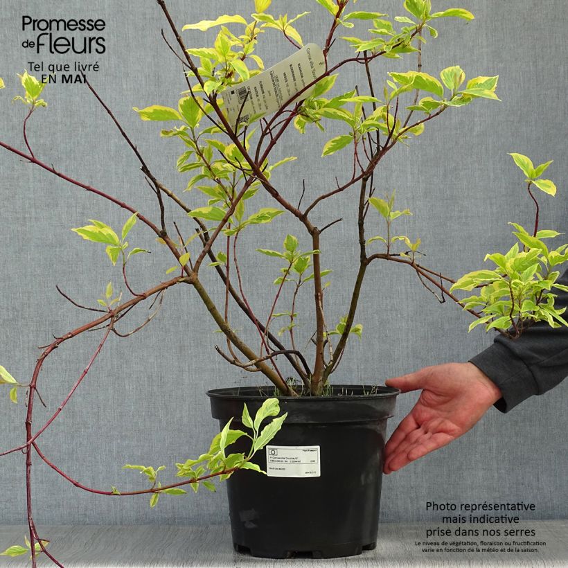 Example of Cornus alba Gouchaultii - Witte kornoelje Pot van 7,5 l/10 l as you get in printemps