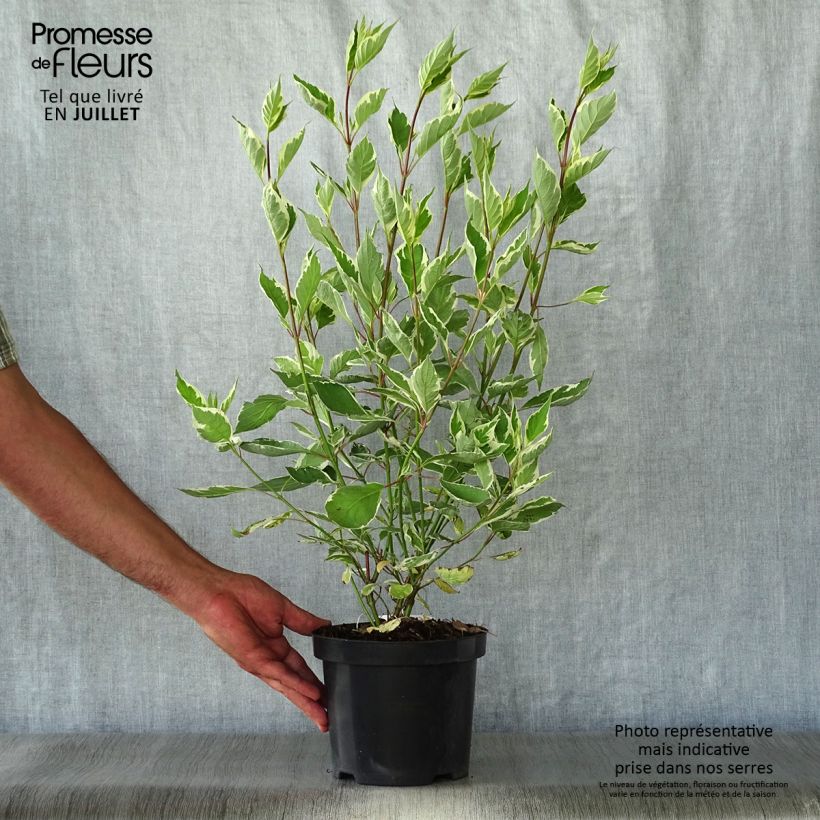 Exemplaar van Cornus alba Ivory Halo - Witte kornoelje Pot van 3 l/4 l zoals geleverd in de zomer