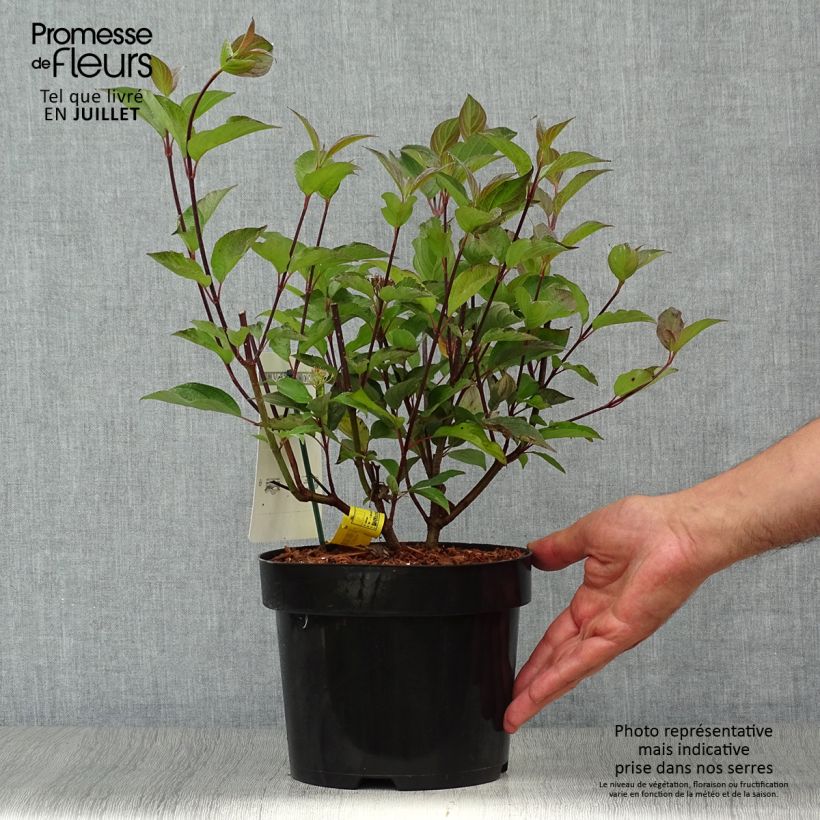 Exemplaar van Cornus alba Kesselringii - Witte kornoelje Pot van 2 l/3 l zoals geleverd in de zomer