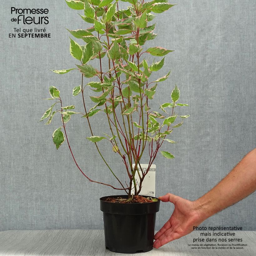 Exemplaar van Cornus alba Miracle - Witte kornoelje Pot van 3 l/4 l zoals geleverd in de herfst
