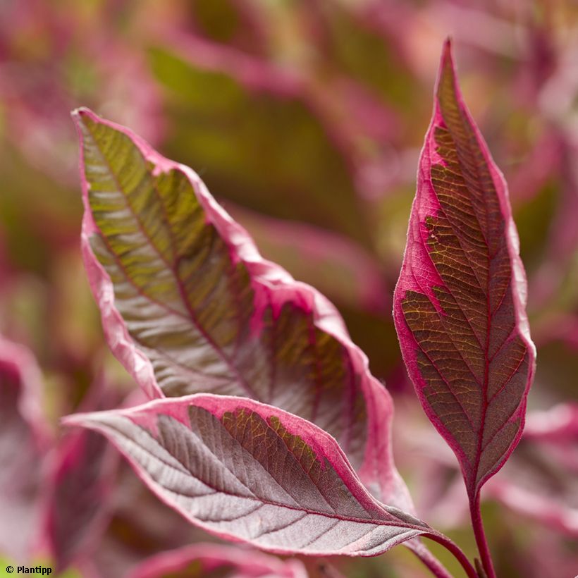 Cornus alba Miracle - Witte kornoelje (Foliage)