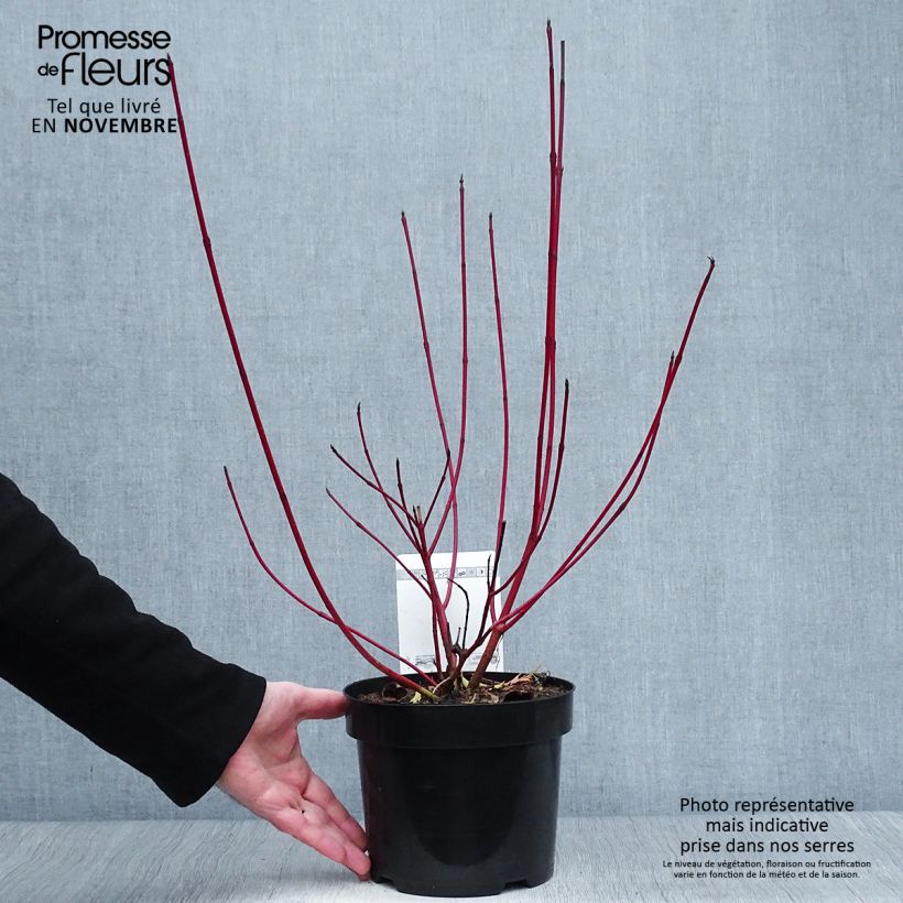 Exemplaar van Cornus alba Siberian Pearls - Witte kornoelje Pot van 3 l/4 l zoals geleverd in de herfst