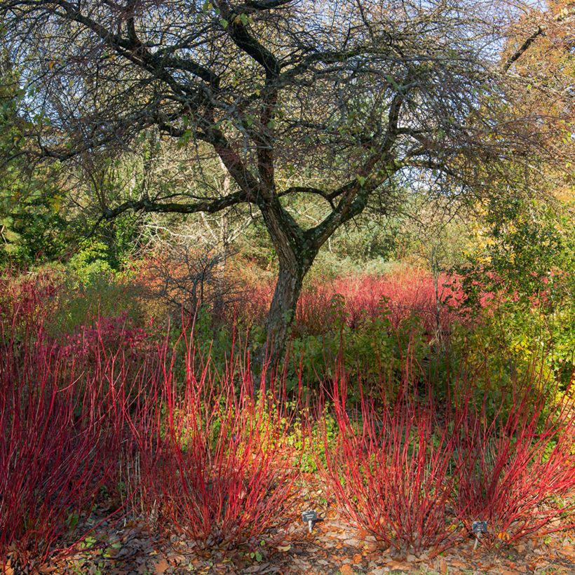 Cornus alba Sibirica - Witte kornoelje (Groeiplaats)