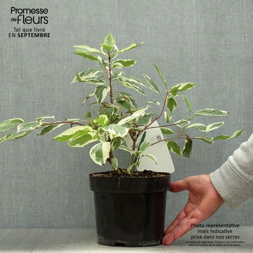 Exemplaar van Cornus alba Sibirica Variegata - Witte kornoelje Pot van 2 l/3 l zoals geleverd in de herfst