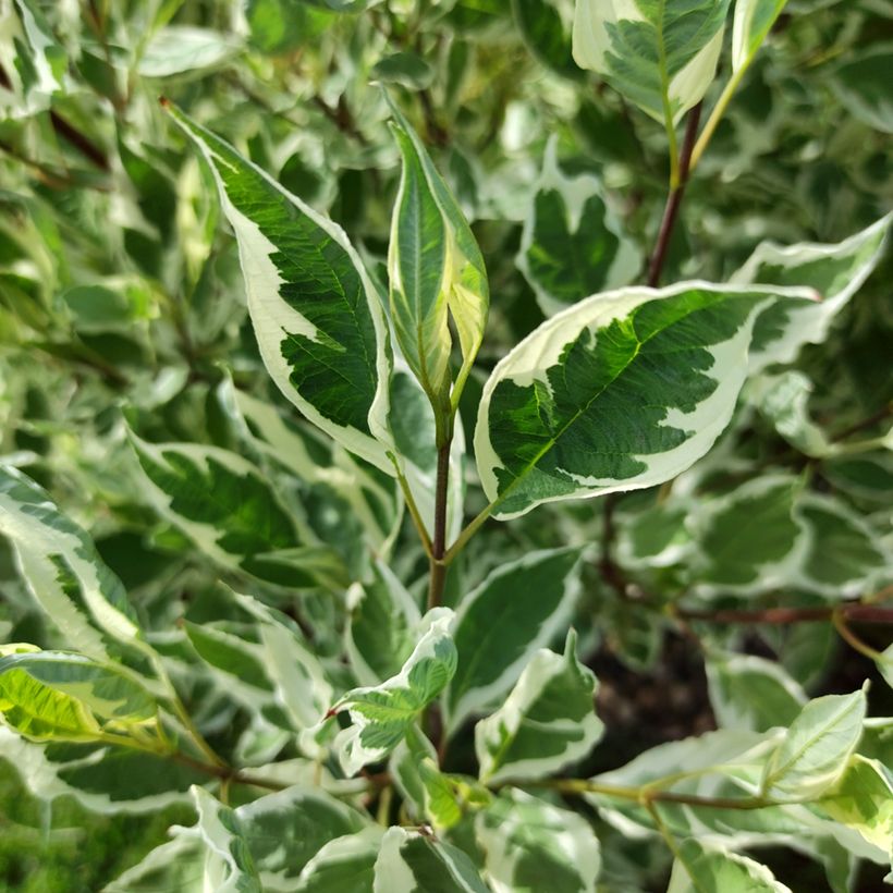 Cornus alba Sibirica Variegata - Witte kornoelje (Blad)