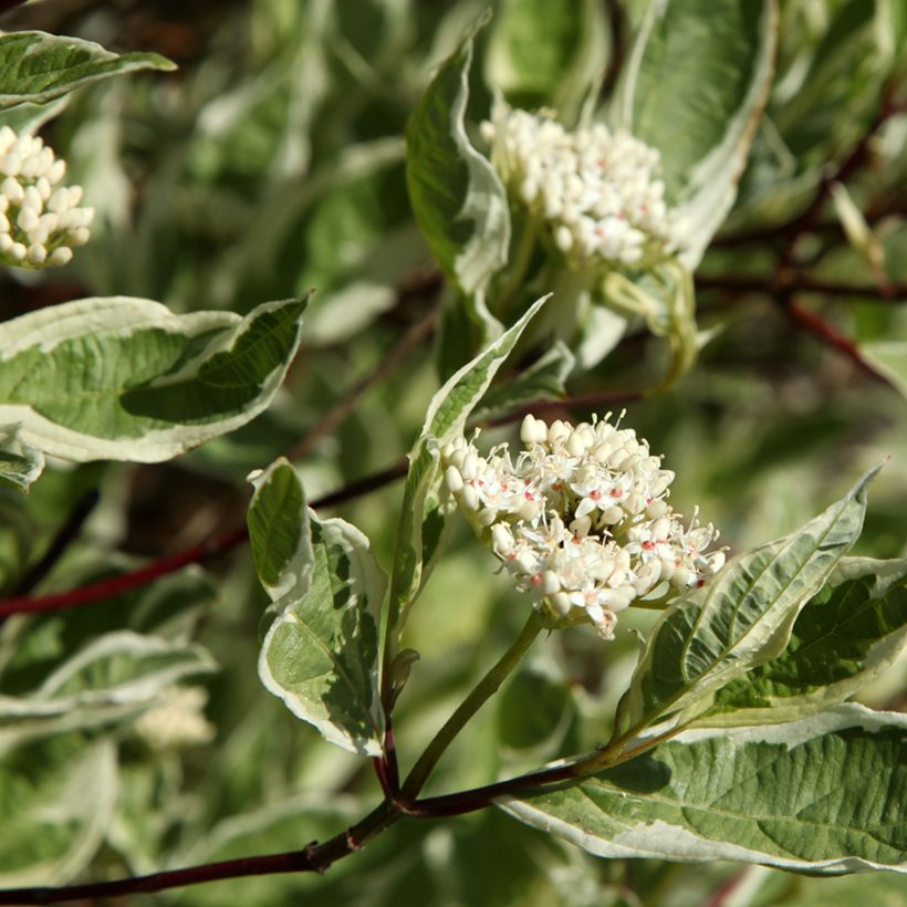 Cornus alba Sibirica Variegata - Witte kornoelje (Bloei)