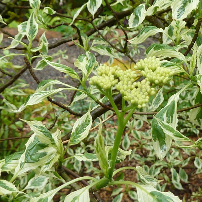 Cornus alternifolia Argentea - Pagodekornoelje (Flowering)