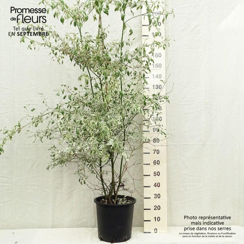 Exemplaar van Cornus alternifolia Argentea - Pagodekornoelje Pot van 20 l/25 l zoals geleverd in de herfst