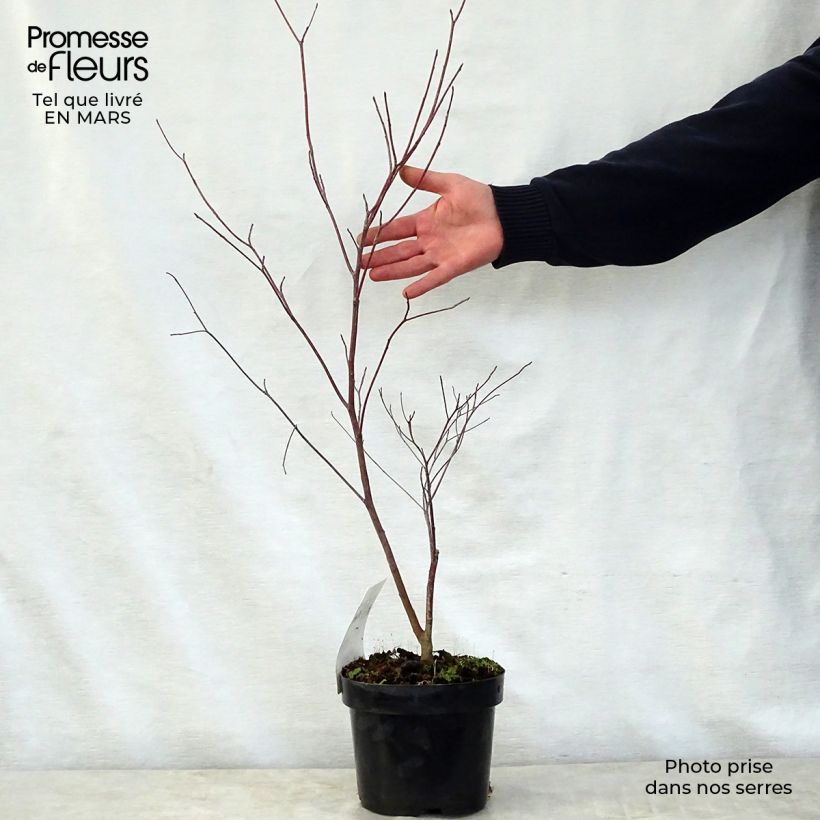 Exemplaar van Cornus alternifolia - Pagodekornoelje Pot van 3 l/4 l zoals geleverd in de lente