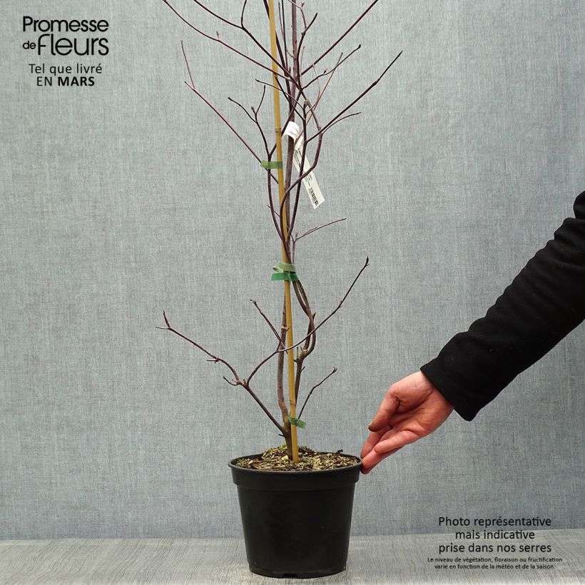Example of Cornus alternifolia Pinky Spots - Pagodekornoelje Pot van 4 l/5 l as you get in printemps