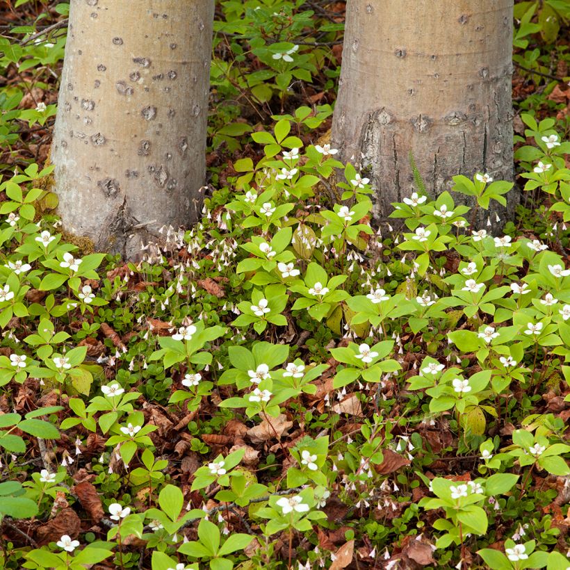 Cornus canadensis - Kruipende kornoelje (Groeiplaats)