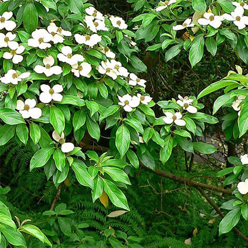Cornus capitata - Wintergroene kornoelje (Blad)