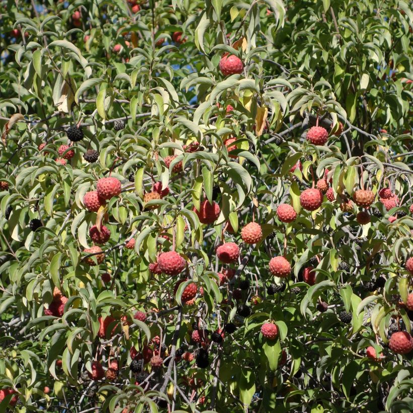 Cornus capitata - Wintergroene kornoelje (Oogst)