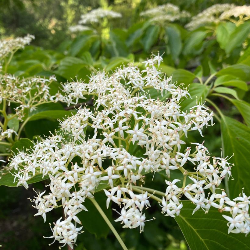 Cornus controversa - Reuzenkornoelje (Bloei)