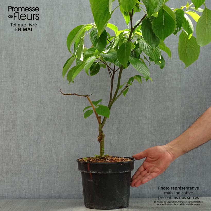 Example of Cornus controversa Pagoda - Reuzenkornoelje Pot van 4 l/5 l as you get in printemps
