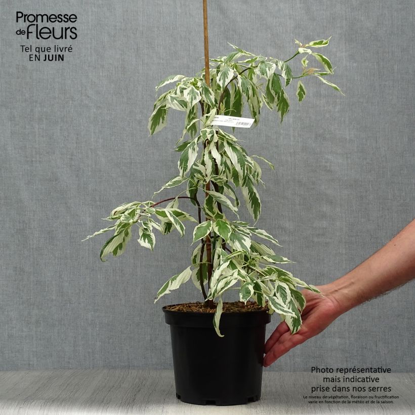 Exemplaar van Cornus controversa Variegata - Reuzenkornoelje Pot van 4 l/5 l zoals geleverd in de zomer