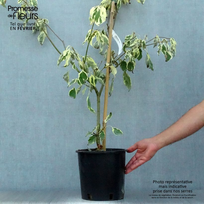 Exemplaar van Cornus controversa Variegata - Reuzenkornoelje Pot van 7,5 l/10 l zoals geleverd in de herfst