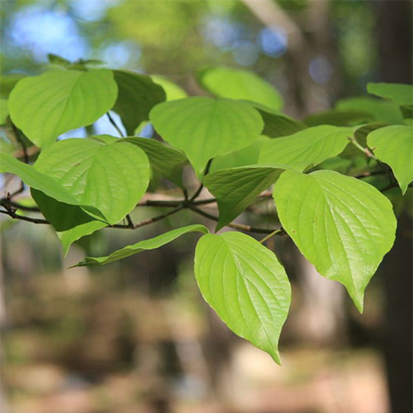 Cornus florida - Amerikaanse kornoelje (Foliage)