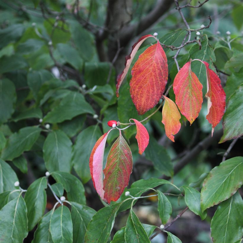 Cornus florida Cherokee Chief - Amerikaanse kornoelje (Blad)