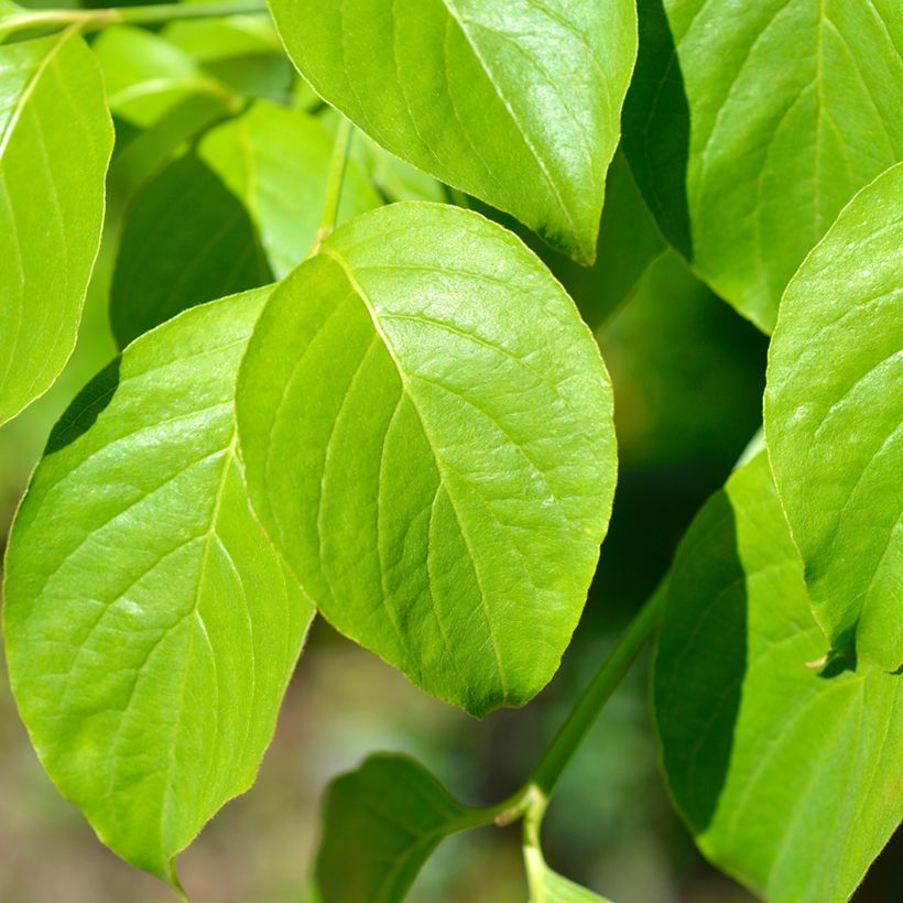 Cornus florida Cherokee Chief - Amerikaanse kornoelje (Blad)
