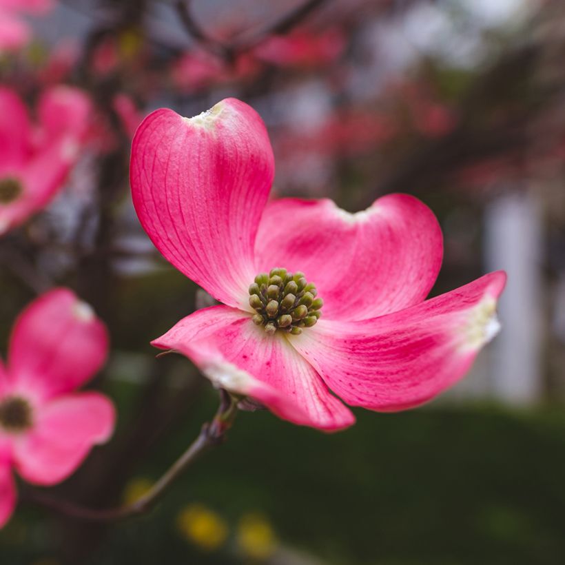 Cornus florida Cherokee Chief - Amerikaanse kornoelje (Bloei)