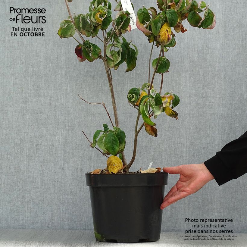 Exemplaar van Cornus florida Cherokee Chief - Amerikaanse kornoelje Pot van 7,5 l/10 l zoals geleverd in de herfst