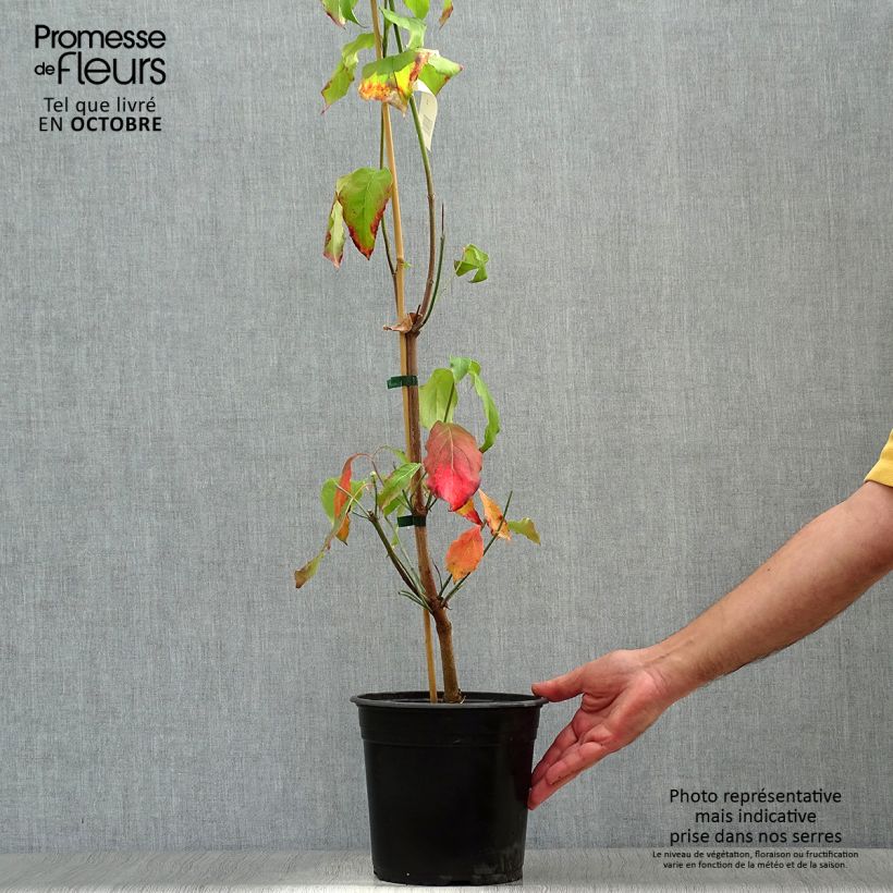 Exemplaar van Cornus florida Cloud Nine - Amerikaanse kornoelje Pot van 4 l/5 l zoals geleverd in de herfst