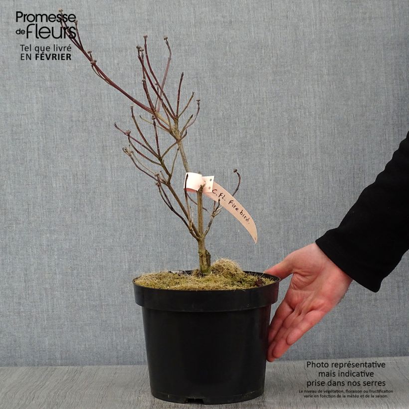 Exemplaar van Cornus florida Firebird - Amerikaanse kornoelje Pot van 4 l/5 l zoals geleverd in de winter