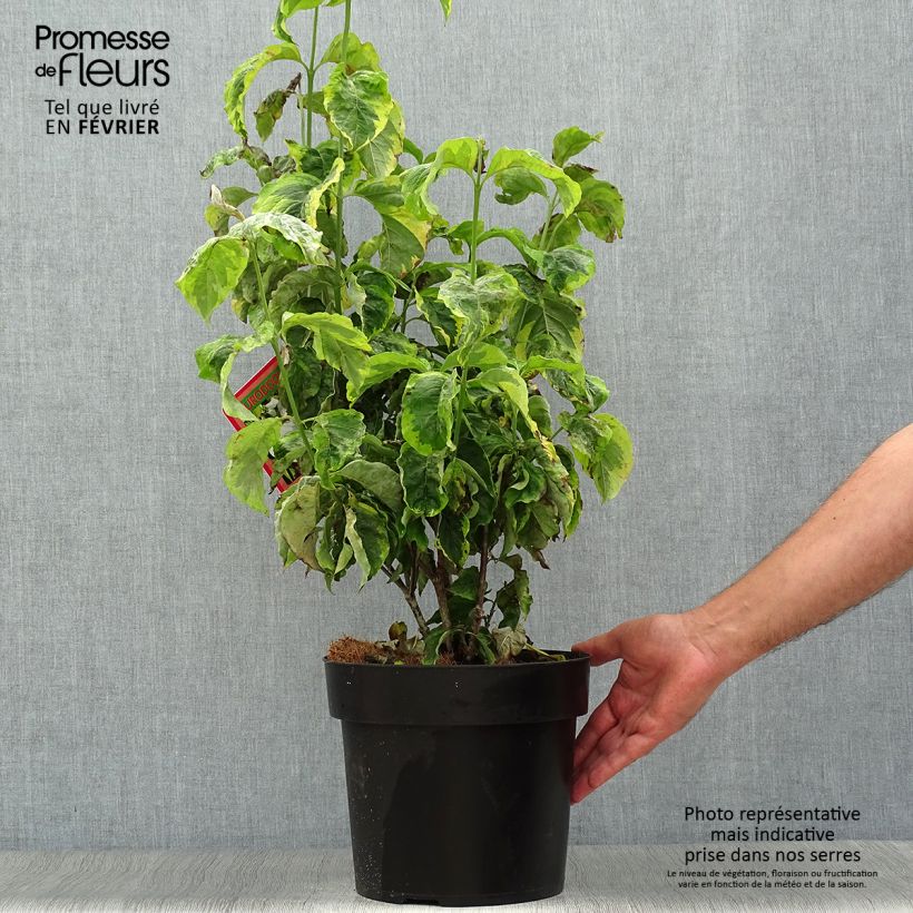 Exemplaar van Cornus florida Rainbow - Amerikaanse kornoelje Pot van 6 l/7 l zoals geleverd in de herfst