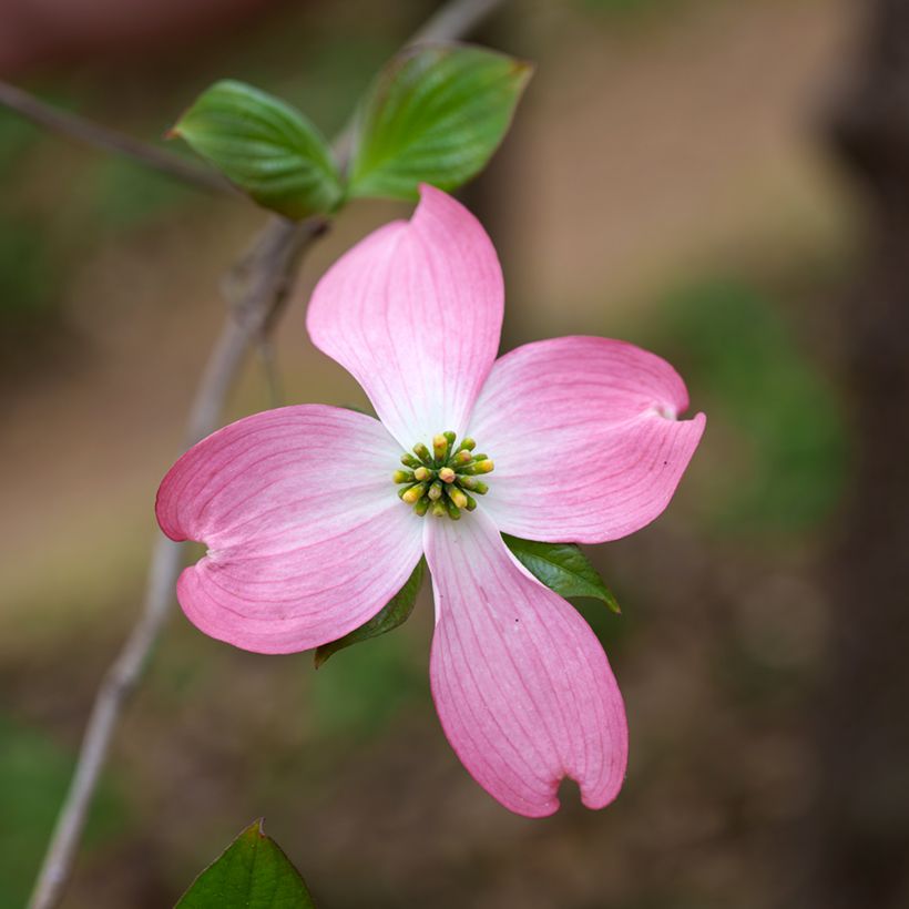 Cornus florida Rubra - Amerikaanse kornoelje (Bloei)