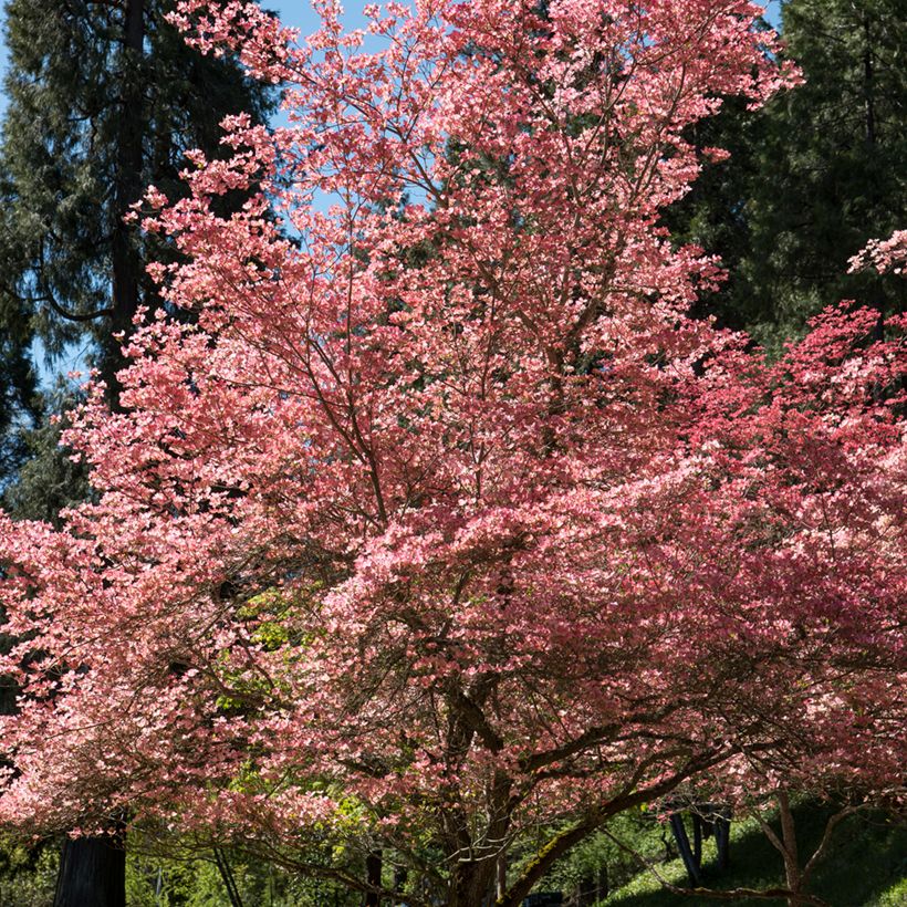 Cornus florida Rubra - Amerikaanse kornoelje (Groeiplaats)