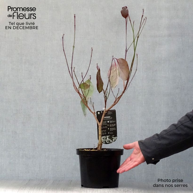 Exemplaar van Cornus florida Urbiniana - Amerikaanse kornoelje Pot van 2 l/3 l zoals geleverd in de winter
