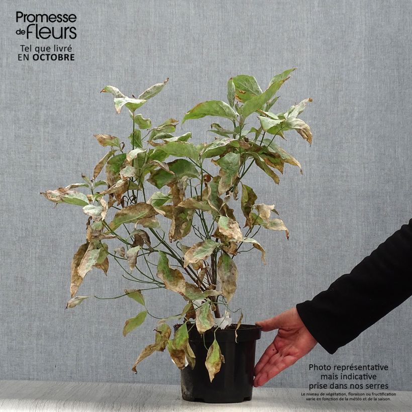 Exemplaar van Cornus florida - Amerikaanse kornoelje Pot van 2 l/3 l zoals geleverd in de herfst