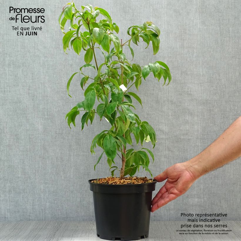Exemplaar van Cornus hongkongensis - Kornoelje Pot van 2 l/3 l zoals geleverd in de zomer