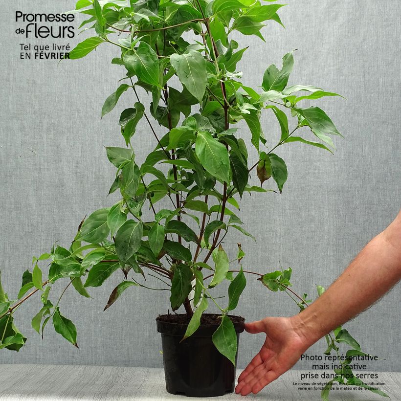 Exemplaar van Cornus kousa Chinensis - Japanse kornoelje Pot van 3 l/4 l zoals geleverd in de herfst