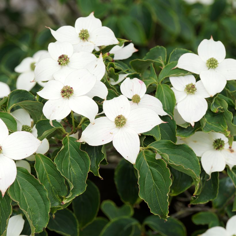 Cornus kousa Chinensis - Japanse kornoelje (Bloei)