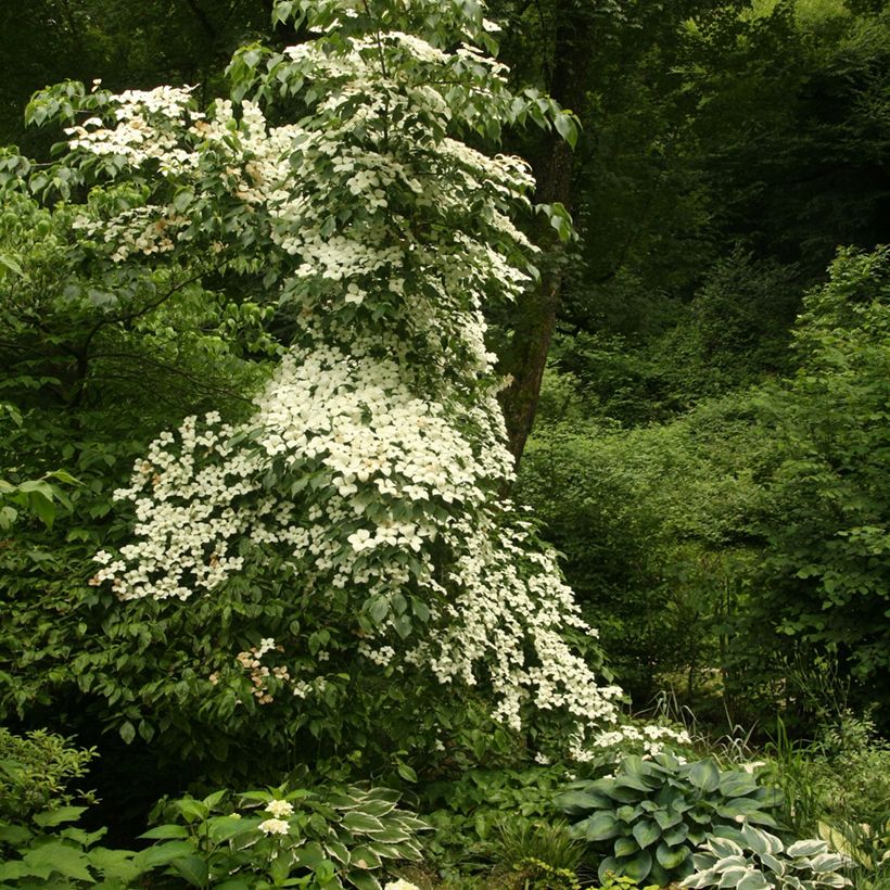 Cornus kousa Chinensis - Japanse kornoelje (Groeiplaats)
