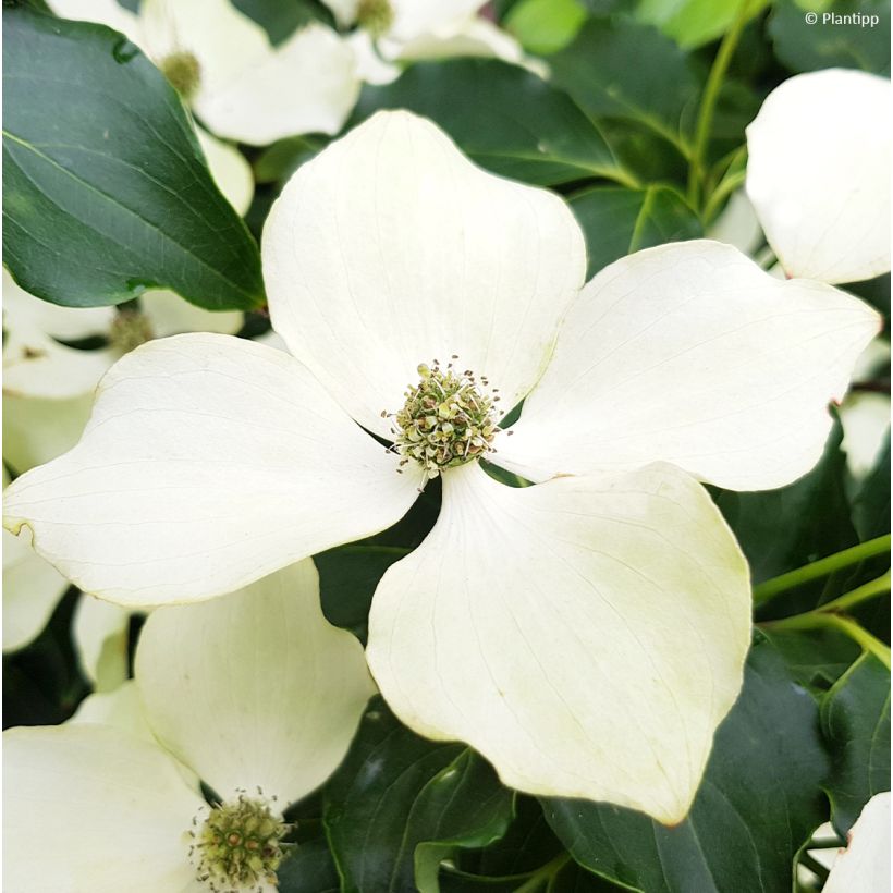 Cornus kousa Flower Tower - Japanse kornoelje (Bloei)