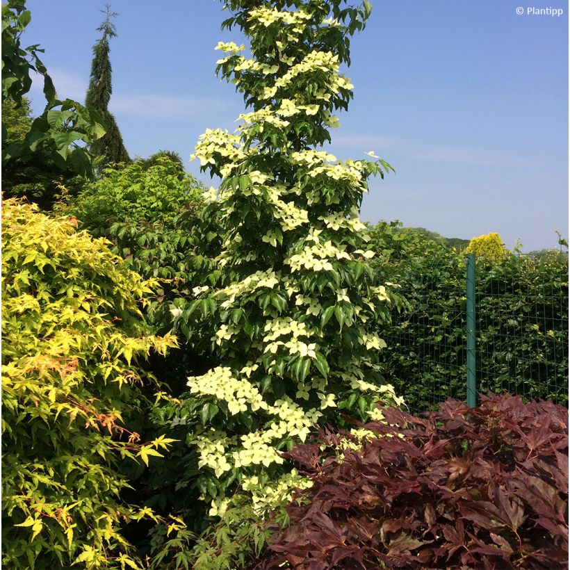 Cornus kousa Flower Tower - Japanse kornoelje (Groeiplaats)