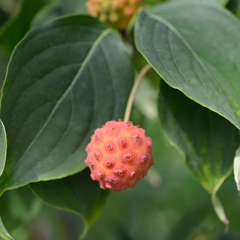 Cornus kousa Galilean - Japanse kornoelje (Oogst)