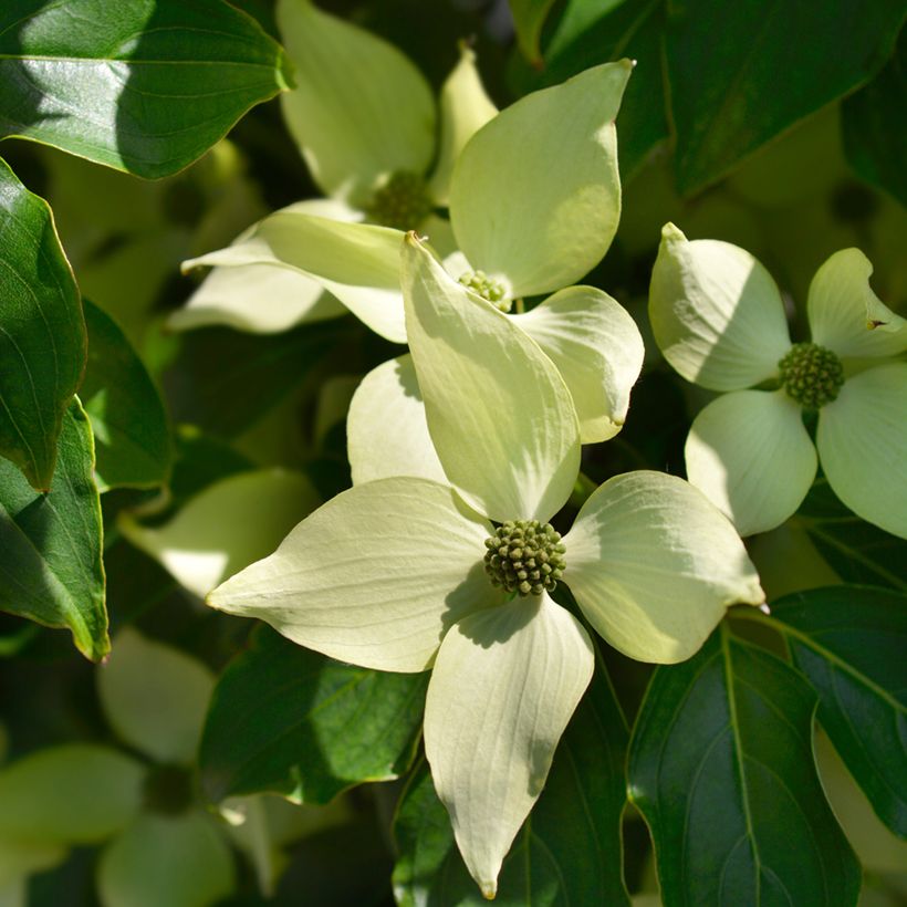 Cornus kousa Roberts Select - Japanse kornoelje (Bloei)