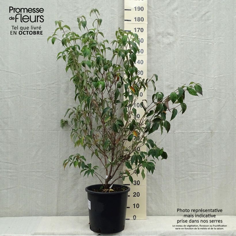 Exemplaar van Cornus kousa Roberts Select - Japanse kornoelje Pot van 20 l/25 l zoals geleverd in de herfst