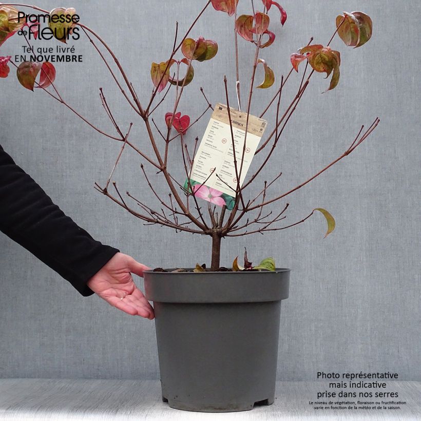 Exemplaar van Cornus kousa Satomi - Japanse kornoelje Pot van 6 l/7 l zoals geleverd in de herfst