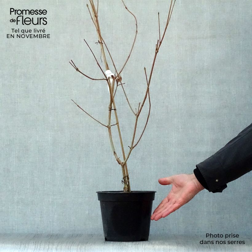 Exemplaar van Cornus kousa Satomi - Japanse kornoelje Pot van 4 l/5 l zoals geleverd in de herfst