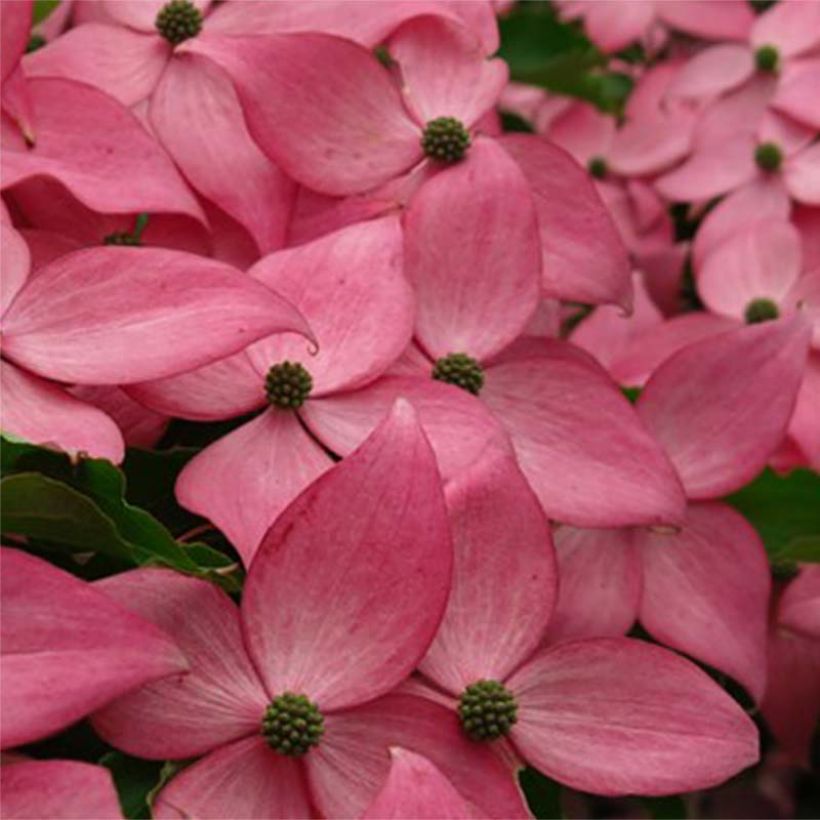 Cornus kousa Scarlet Fire - Japanse kornoelje (Bloei)