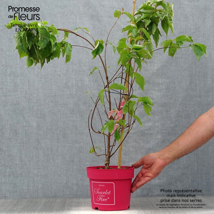 Exemplaar van Cornus kousa Scarlet Fire - Japanse kornoelje Pot van 4 l/5 l zoals geleverd in de lente